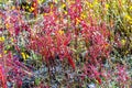 Drosera indica blooming outdoor