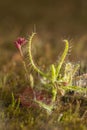 Drosera Indica flowering seen at Kaas Plateau,Satara,Maharashtra,India