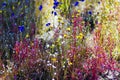 Drosera indica Linn.flowe beautiful with blur background