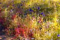 Drosera indica Linn.flower beautiful mix blur bokeh