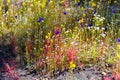 Drosera indica Linn.and Utricularia bifida l. beautiful