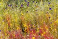 Drosera indica and Utricularia bifida