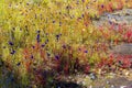 Drosera indica and Utricularia