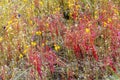 Drosera indica and wet field