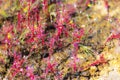 Drosera indica with wet floor