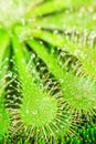 Drosera plant Royalty Free Stock Photo