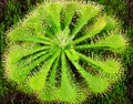 Drosera plant Royalty Free Stock Photo