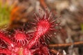 Drosera roraimae Royalty Free Stock Photo