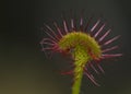 Drosera rotundifolia