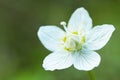 Drosera rotundifolia