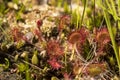 The insectivorous plant Drosera rotundifolia Royalty Free Stock Photo