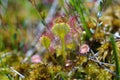 Drosera rotundifolia Royalty Free Stock Photo