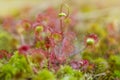 Drosera rotundifolia, the round-leaved sundew or common sundew Royalty Free Stock Photo