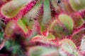 Drosera rotundifolia, the round-leaved sundew or common sundew, a carnivorous plant, close up