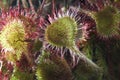 Drosera rotundifolia, the round-leaved sundew or common sundew, is a carnivorous species of flowering plant Royalty Free Stock Photo