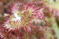 Drosera rotundifolia, the round-leaved sundew or common sundew, is a carnivorous species of flowering plant with prey Royalty Free Stock Photo
