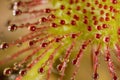 Drosera rotundifolia Ã¢â¬â the round-leaved sundew or common sundew Royalty Free Stock Photo