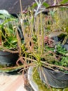 The Sticky Dewy Leaf of Drosera serpens