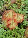 Drosera sessilifolia Royalty Free Stock Photo