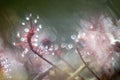 Drosera - Sundew, Photographed With A Vintage Lens