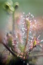 Drosera - sundew, photographed with a vintage lens