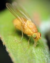 Drosophila