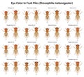 Eye Color in Fruit Flies (Drosophila melanogaster) Royalty Free Stock Photo