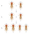 X-linked inheritance in fruit flies (Drosophila melanogaster). White background.