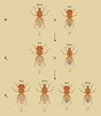 X-linked inheritance in fruit flies (Drosophila melanogaster). Beige background. Royalty Free Stock Photo