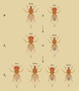 X-linked inheritance in fruit flies (Drosophila melanogaster). Beige background.