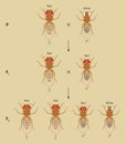 X-linked inheritance in fruit flies (Drosophila melanogaster). Beige background.