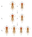 X-linked inheritance in fruit flies (Drosophila melanogaster). White background.