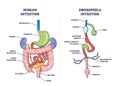 Drosophila digestive tract with anatomical gut sections outline diagram