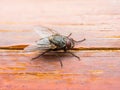 Drosophila Fly Insect on Wooden Wall Background