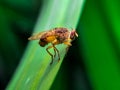 Drosophila Fruit Fly Insect on Green Grass