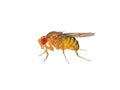 Drosophila Fruit Fly Insect Isolated on White Macro Royalty Free Stock Photo