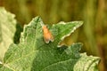 Drosophila fruit fly, yellow color.