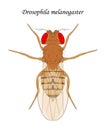 Fruit fly (Drosophila melanogaster), female.