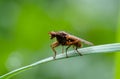 Drosophila Melanogaste, Macro Exotic Drosophila Fruit Fly Diptera Insect on grass with morning light, Close up Insect life on Royalty Free Stock Photo