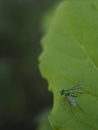 Drosophila melanogaster - flies Royalty Free Stock Photo