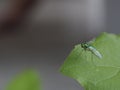 Drosophila melanogaster - flies Royalty Free Stock Photo