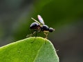 Drosophila melanogaster fly on leaf in indian village garden image Common fruit flyInsect