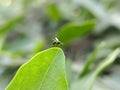 Drosophila melanogaster fly on leaf Common fruit flyInsect