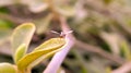 Drosophila melanogaster fly on leaf in indian village garden image Common fruit flyInsect