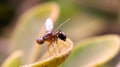 Drosophila melanogaster fly on leaf in indian village garden image Common fruit flyInsect