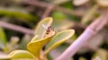 Drosophila melanogaster fly on leaf in indian village garden image Common fruit flyInsect