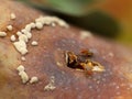 Drosophila melanogaster, fruit flies on rotten pear, close up Royalty Free Stock Photo