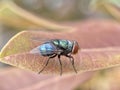 fruit fly perched on the leaf