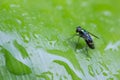 Drosophila perched on a green leaf Royalty Free Stock Photo