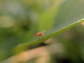 Drosophila suzukii, commonly called the spotted wing drosophila or SWD, micro insect image in indian village home garden